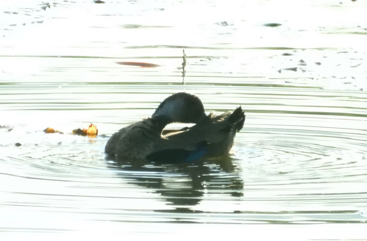 kachnička amazonská - ML216558151