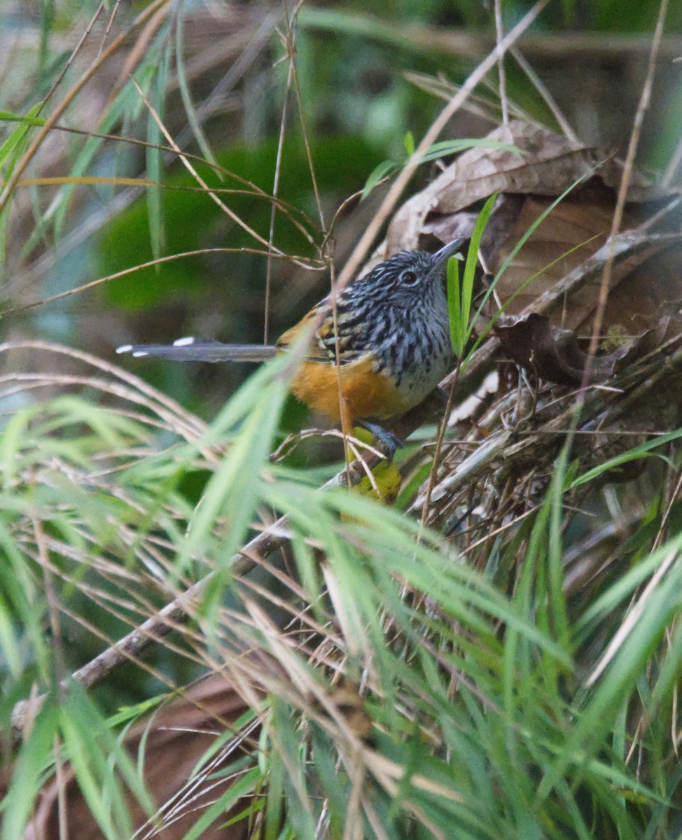 East Andean Antbird - Forrest Rowland