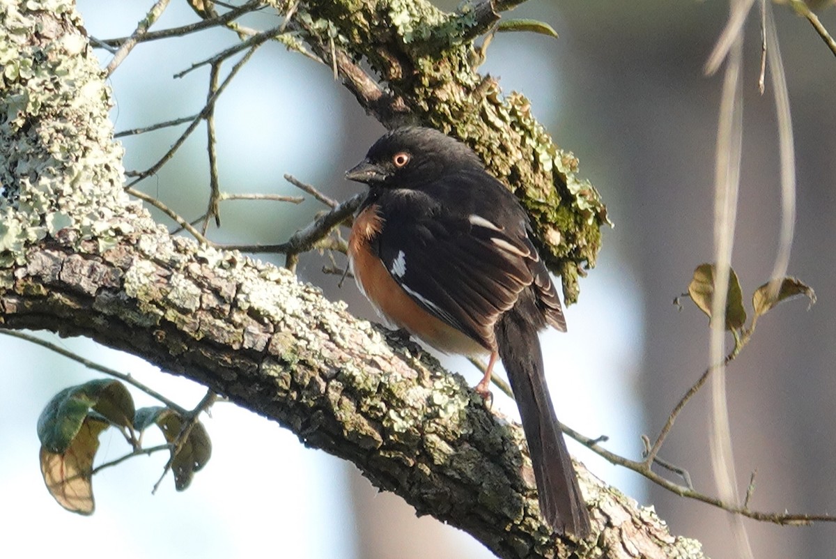 Eastern Towhee - deborah grimes