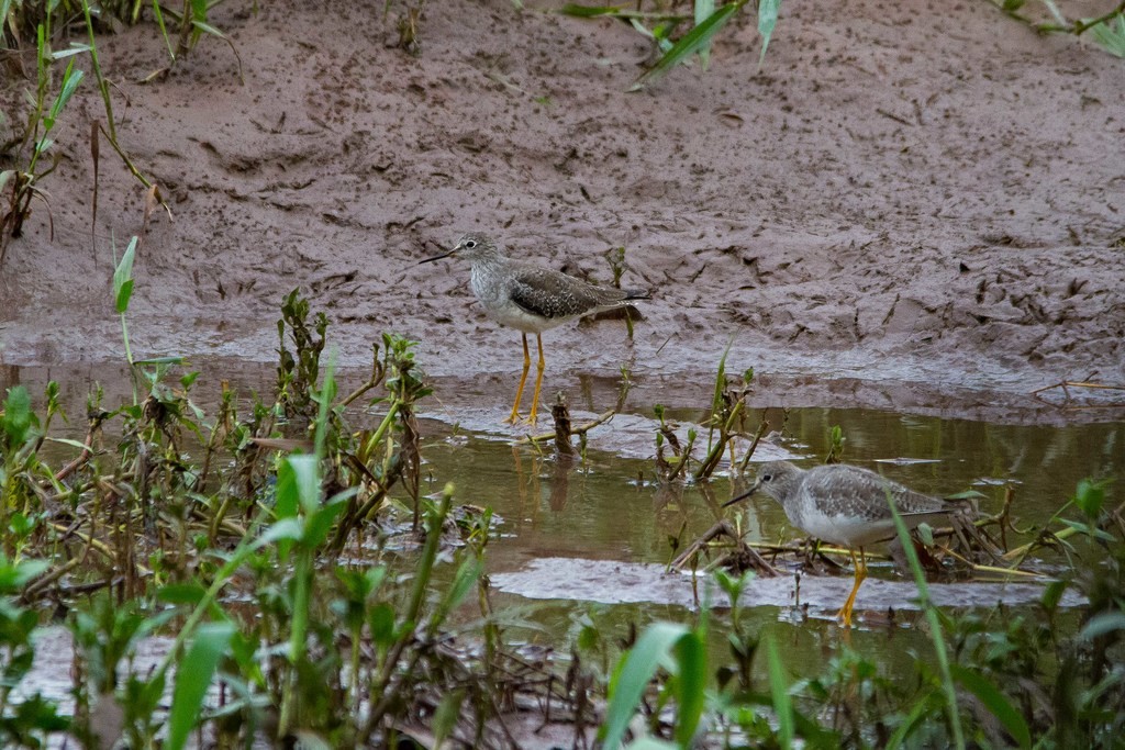 gulbeinsnipe - ML216560661