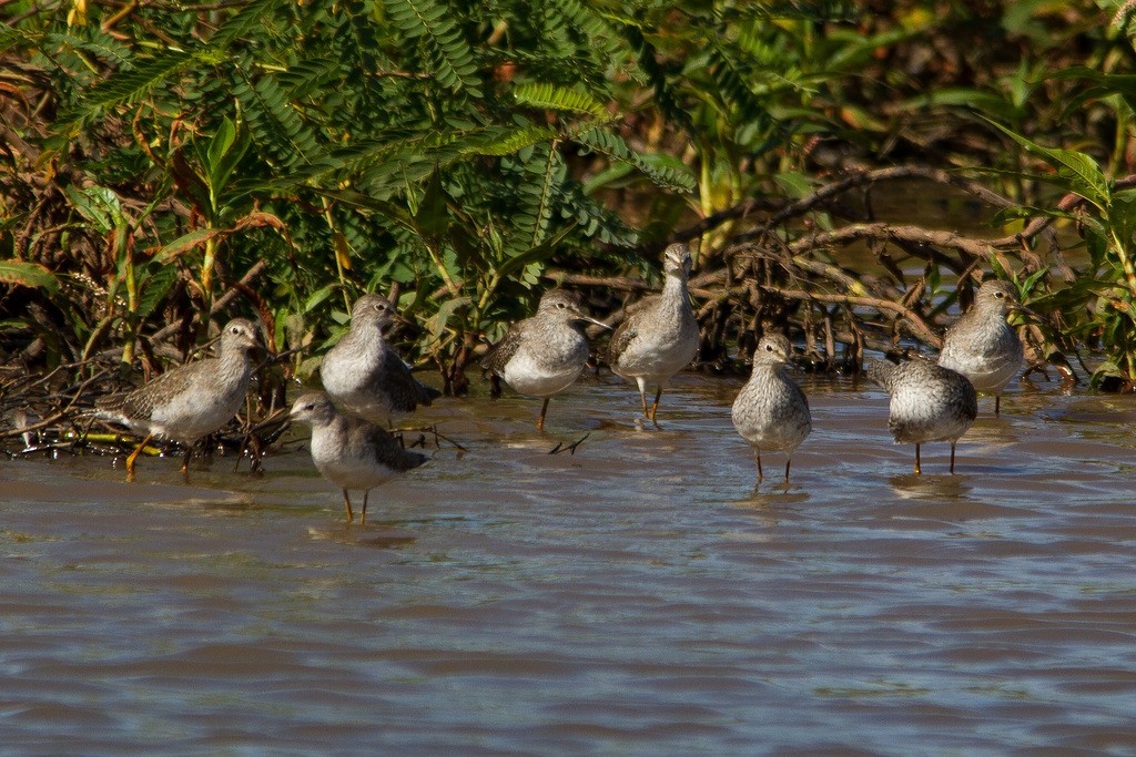 gulbeinsnipe - ML216560681