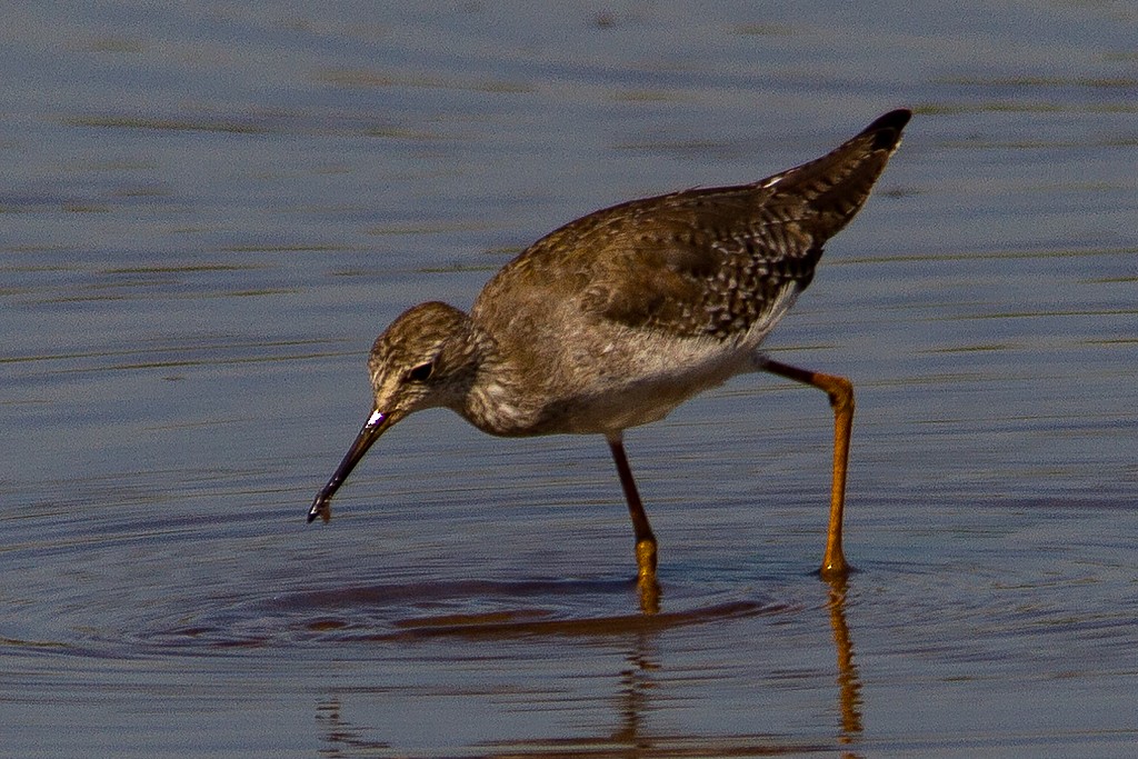 gulbeinsnipe - ML216560711