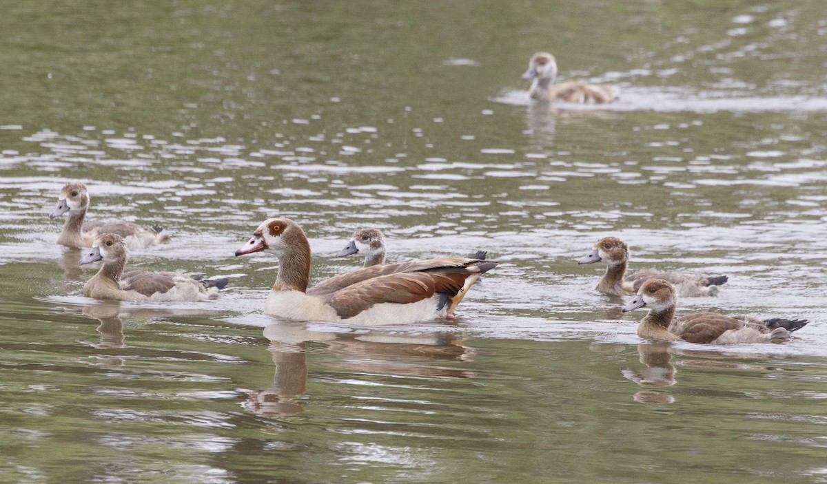 Egyptian Goose - Silvia Faustino Linhares