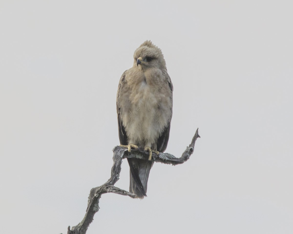 Wahlberg's Eagle - ML216562881