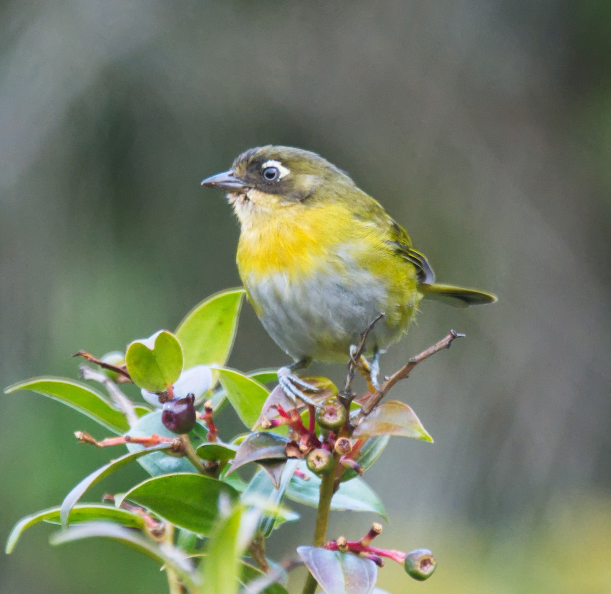 busktanagarspurv (venezuelanus gr.) - ML216563131