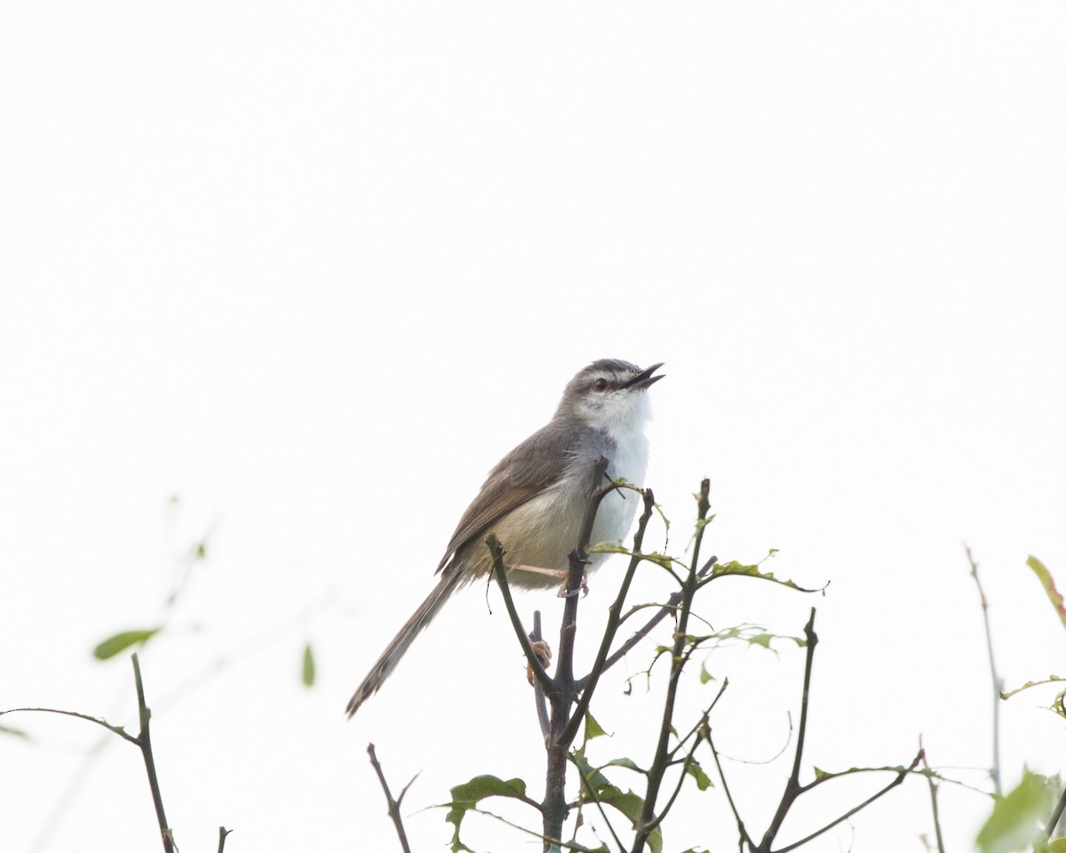 Tawny-flanked Prinia - ML216564331