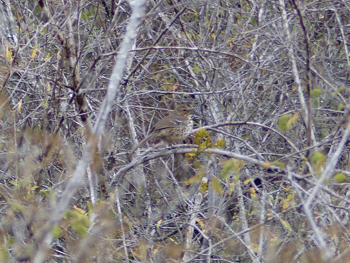 Ocellated Thrasher - ML216564831