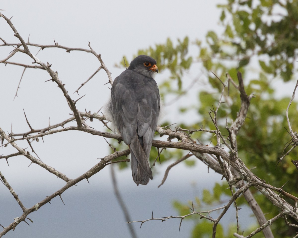 Amur Falcon - Silvia Faustino Linhares