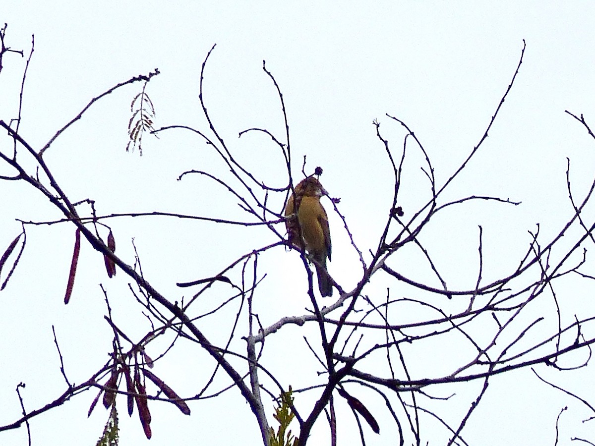 Blue Grosbeak - Mike McGrenere