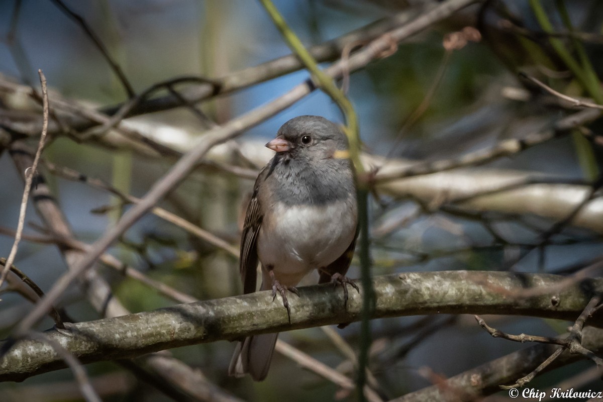 Юнко сірий (підвид hyemalis/carolinensis) - ML216565591