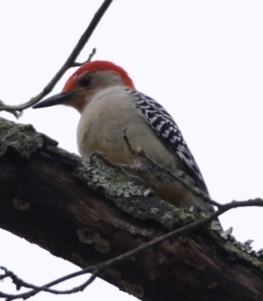 Red-bellied Woodpecker - ML216566581
