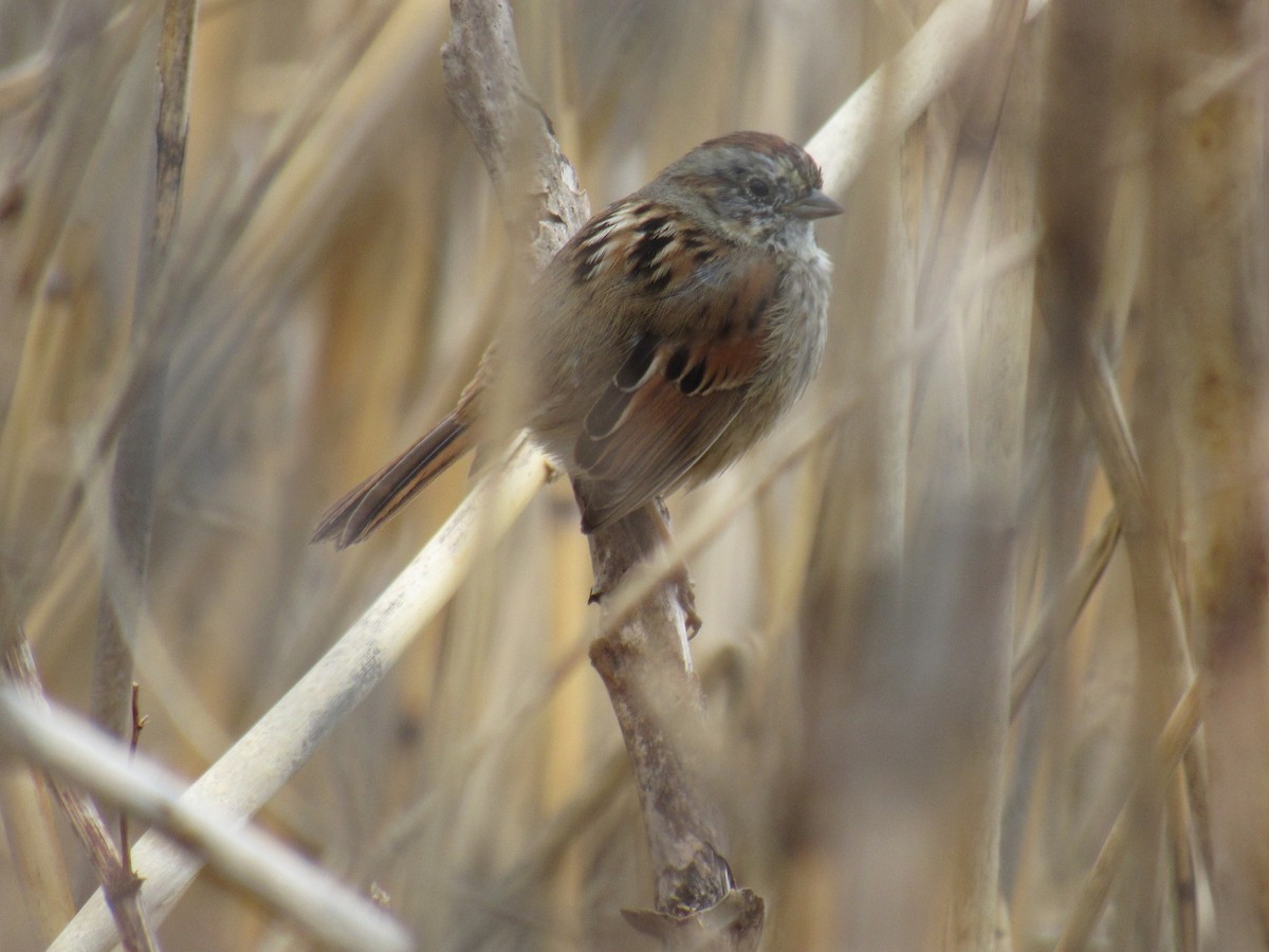 Swamp Sparrow - John Coyle