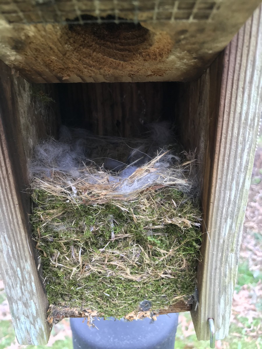 Carolina Chickadee - ML216569811