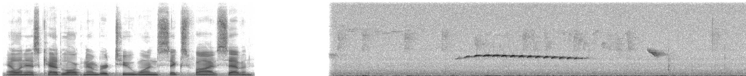 Graukappen-Ameisenpitta - ML21657