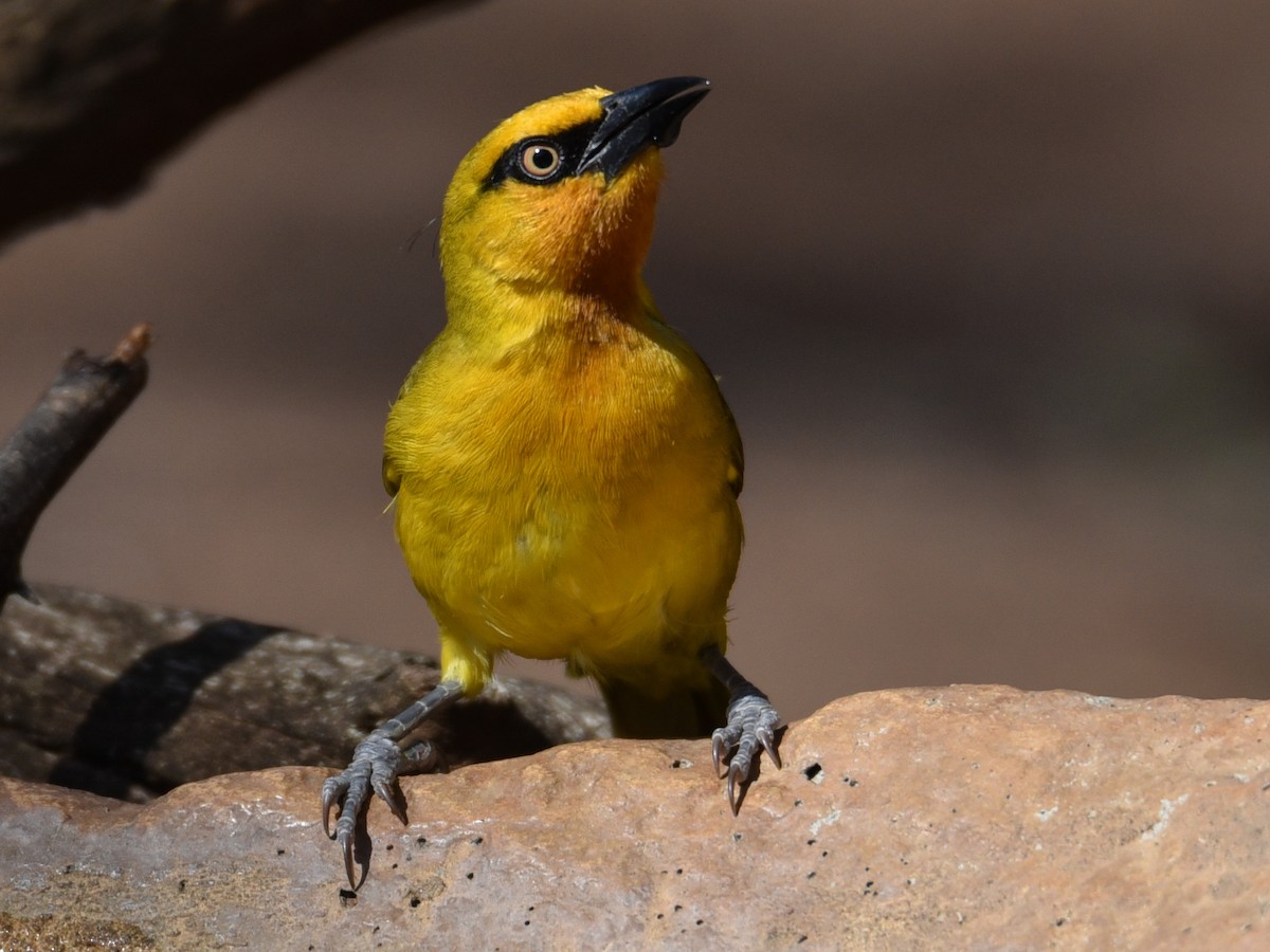 Breeding male