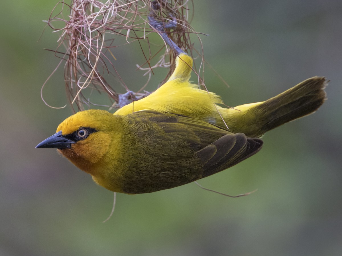 Breeding male