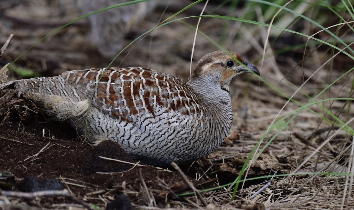 Gray Francolin - Bill Brynteson