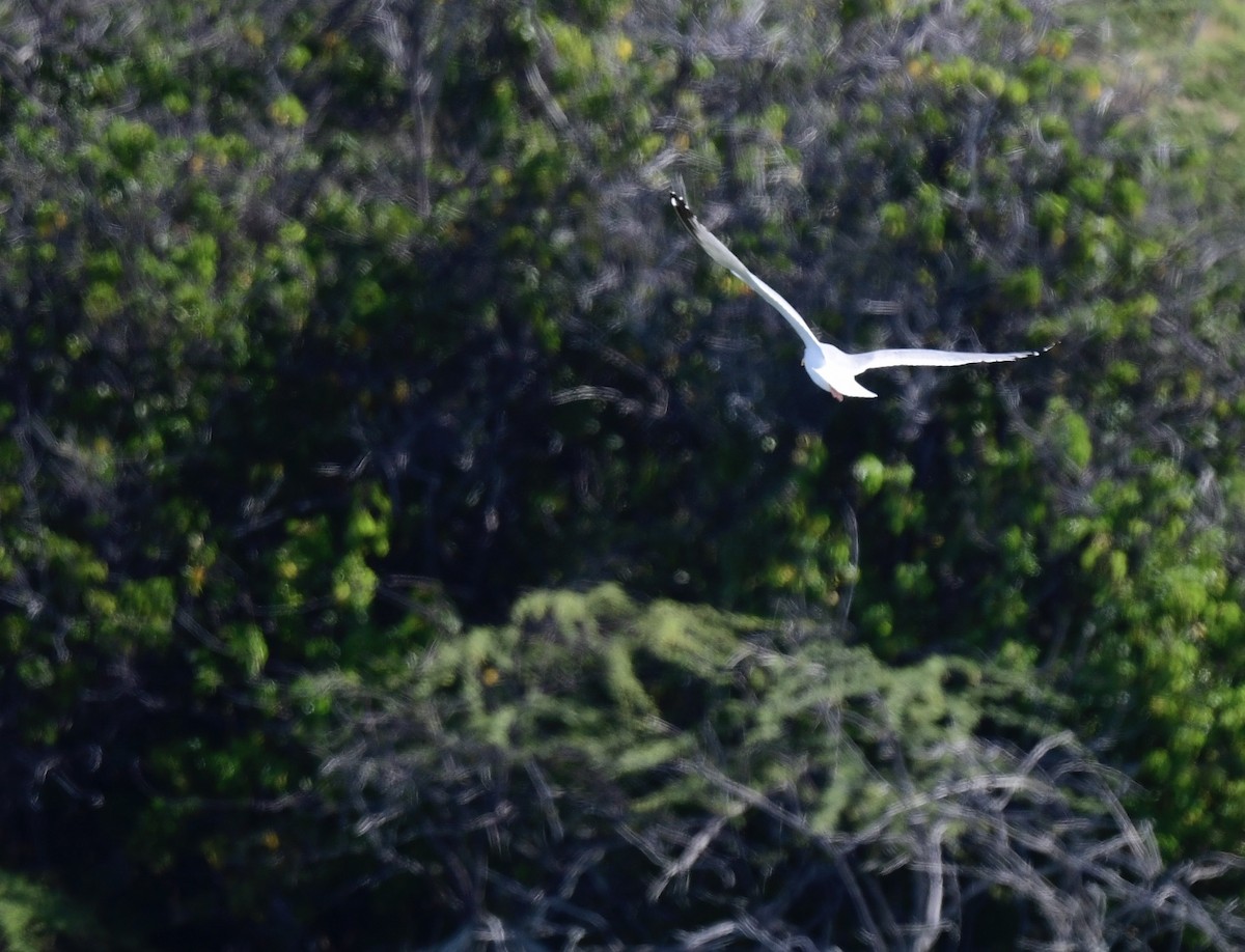 Herring Gull - ML216571651