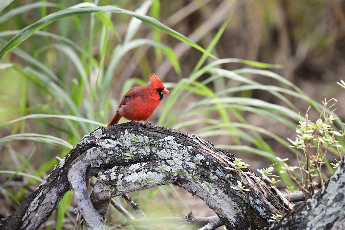 Cardinal rouge - ML216572401