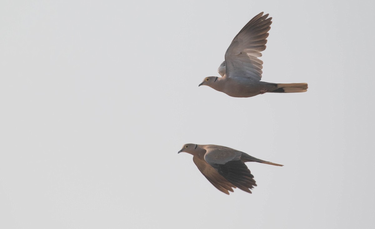 Burmese Collared-Dove - ML216572711