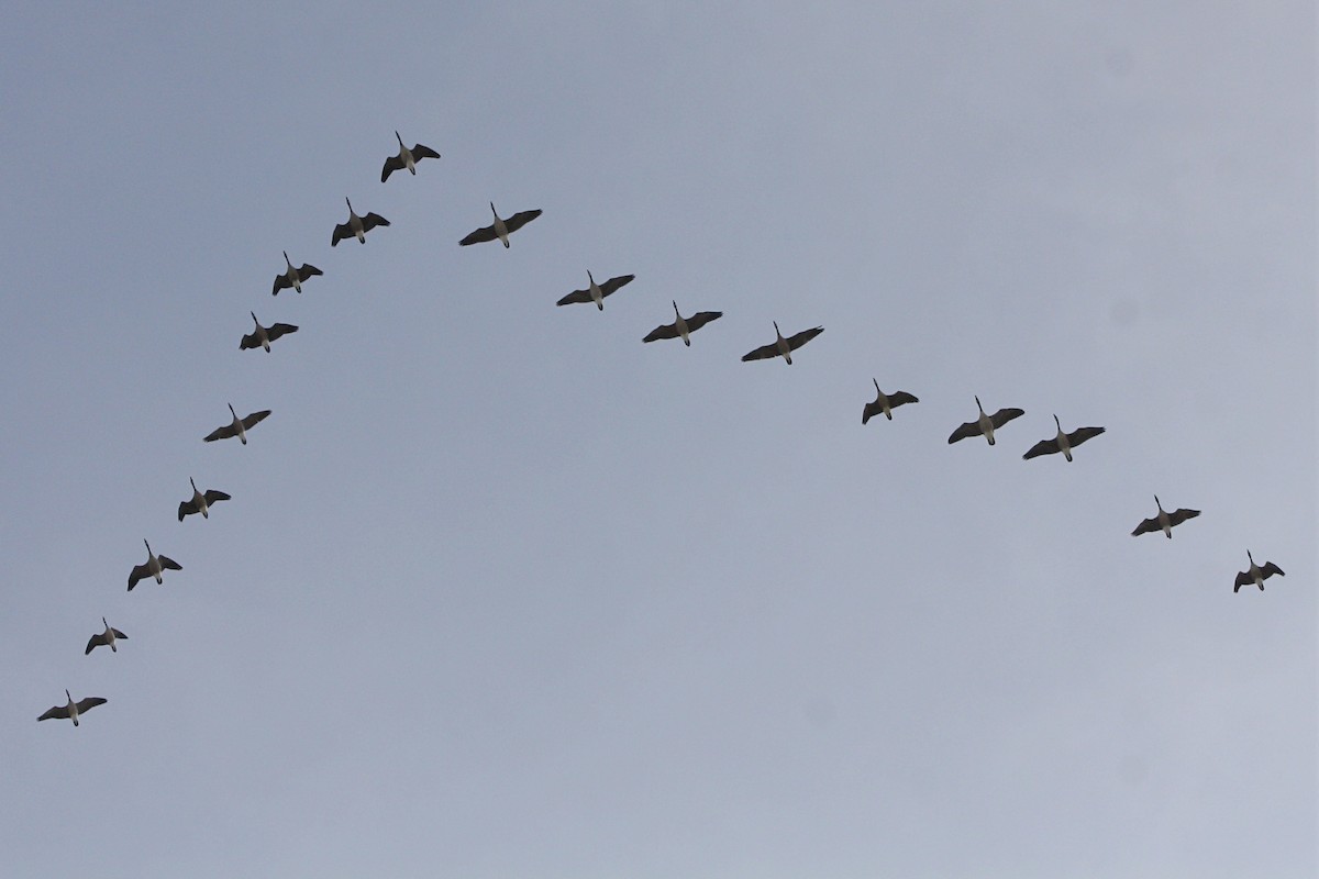 Canada Goose - Sergio Leyva