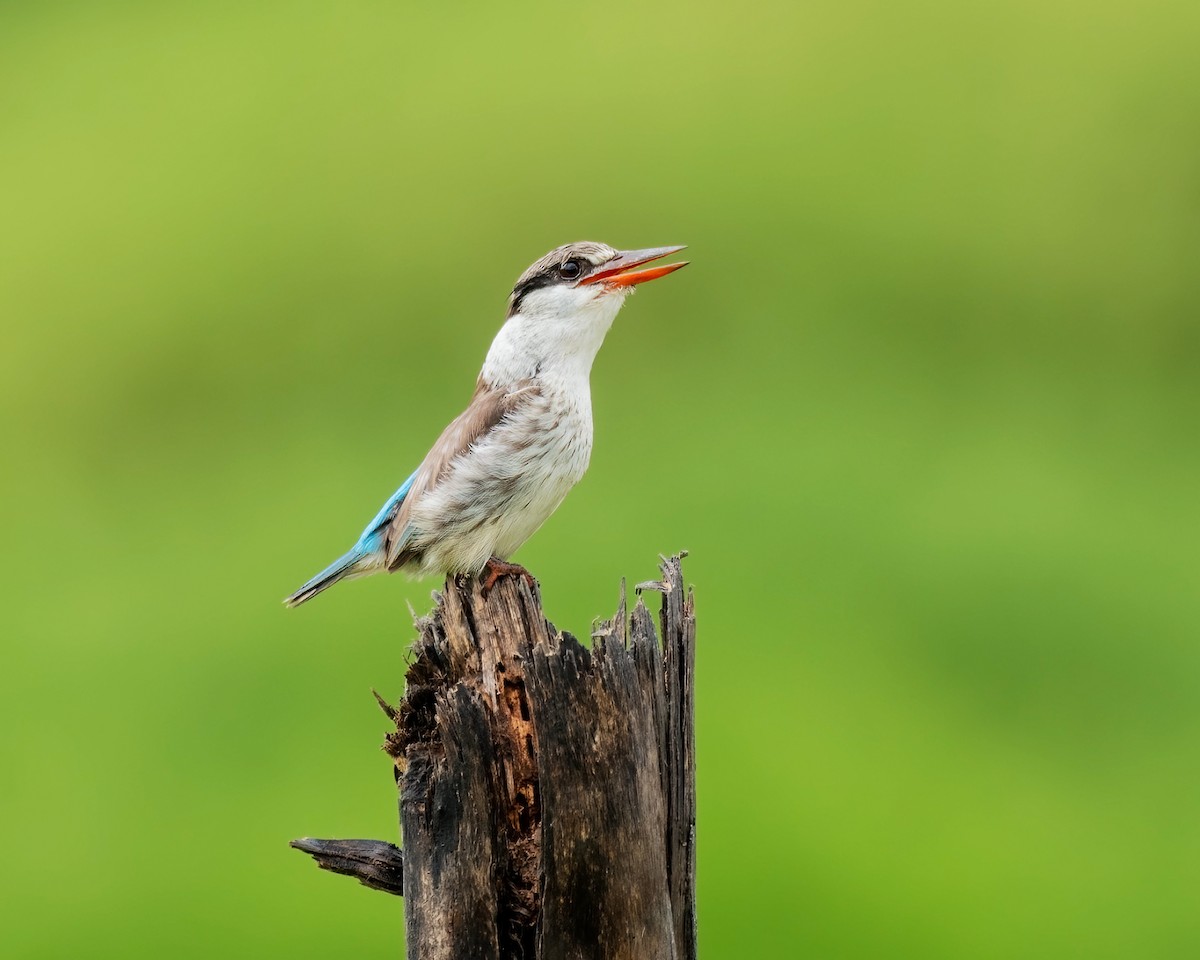 Striped Kingfisher - ML216572821