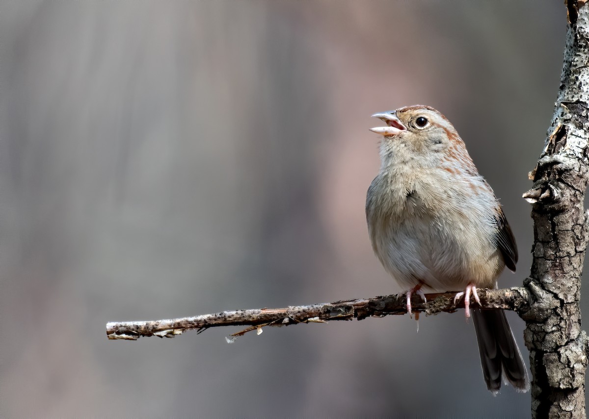 Bachman's Sparrow - Matthew Addicks