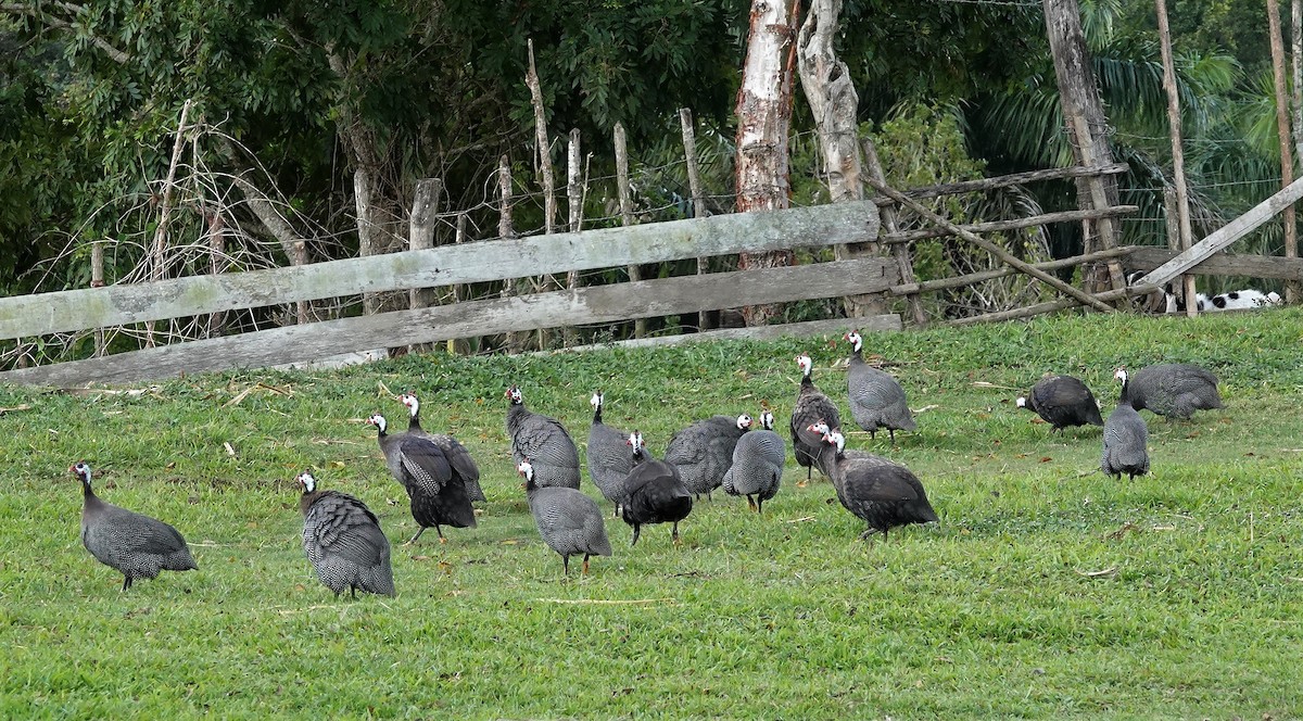 Helmeted Guineafowl (Domestic type) - ML216575591