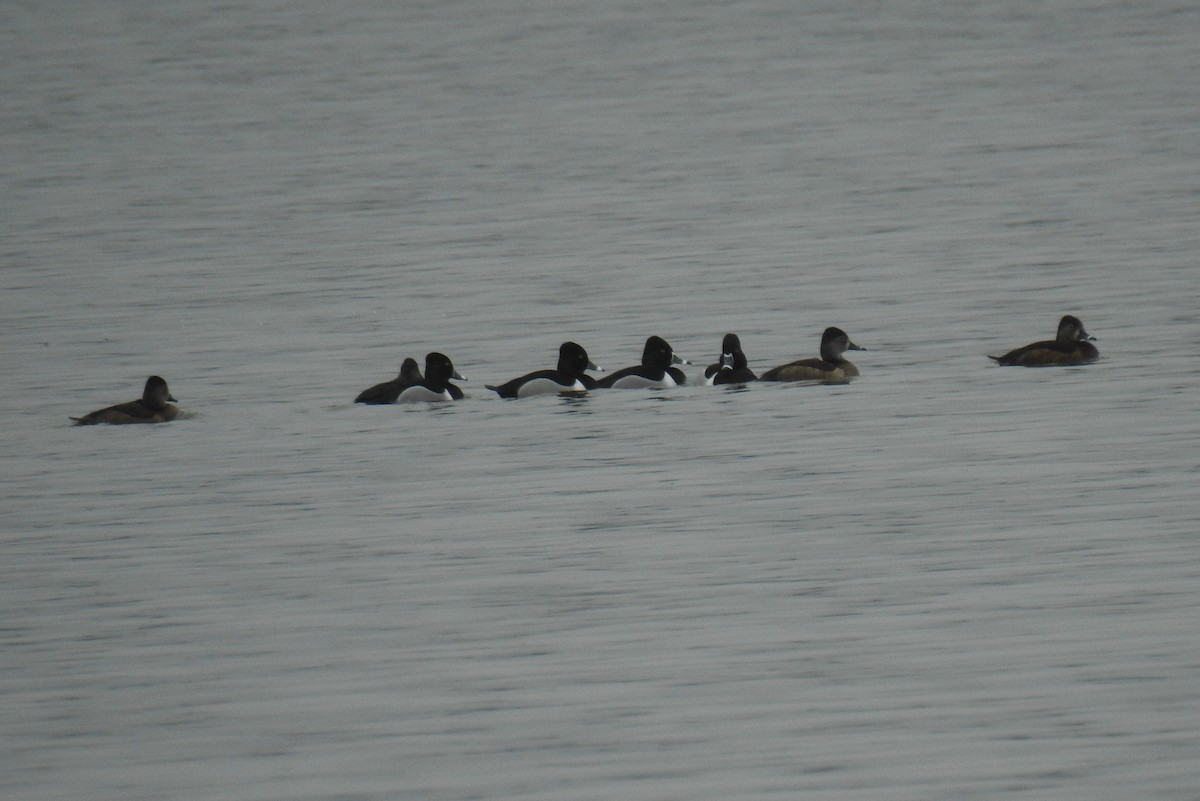 Ring-necked Duck - ML216576901