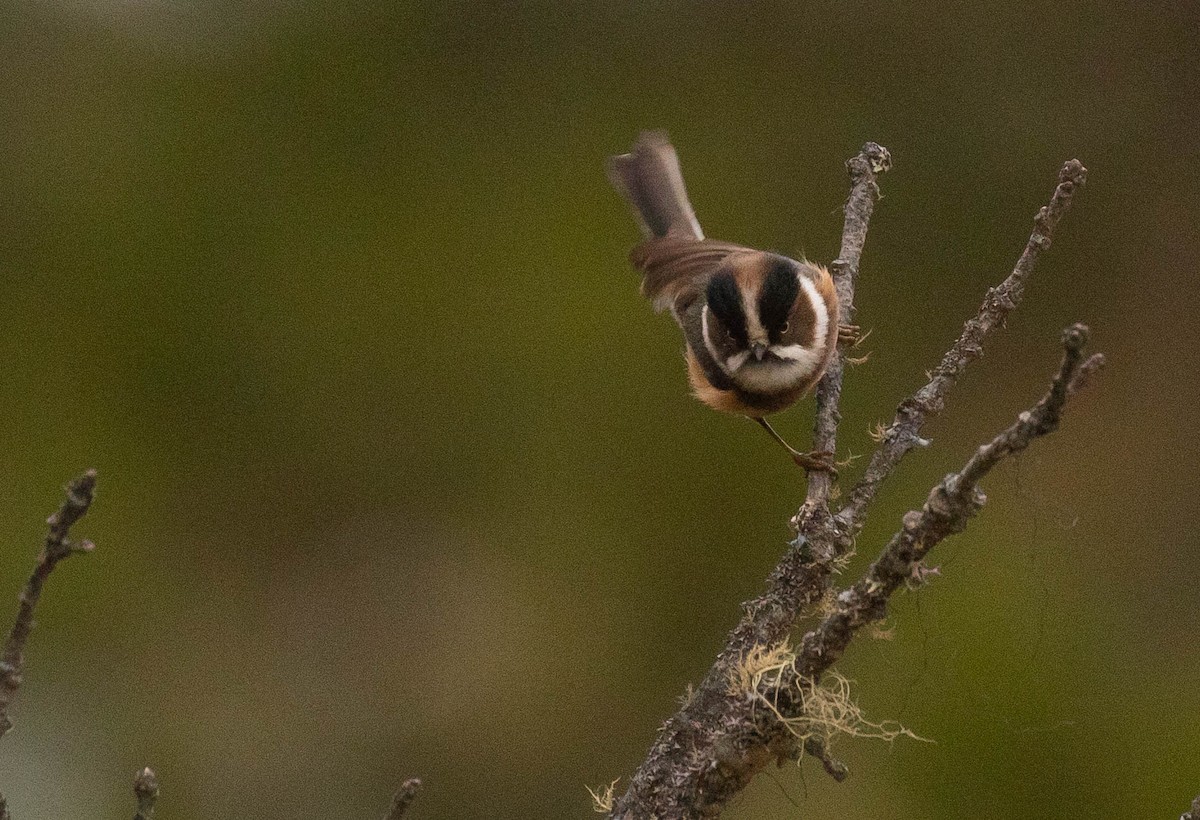 Black-browed Tit (Burmese) - ML216577451