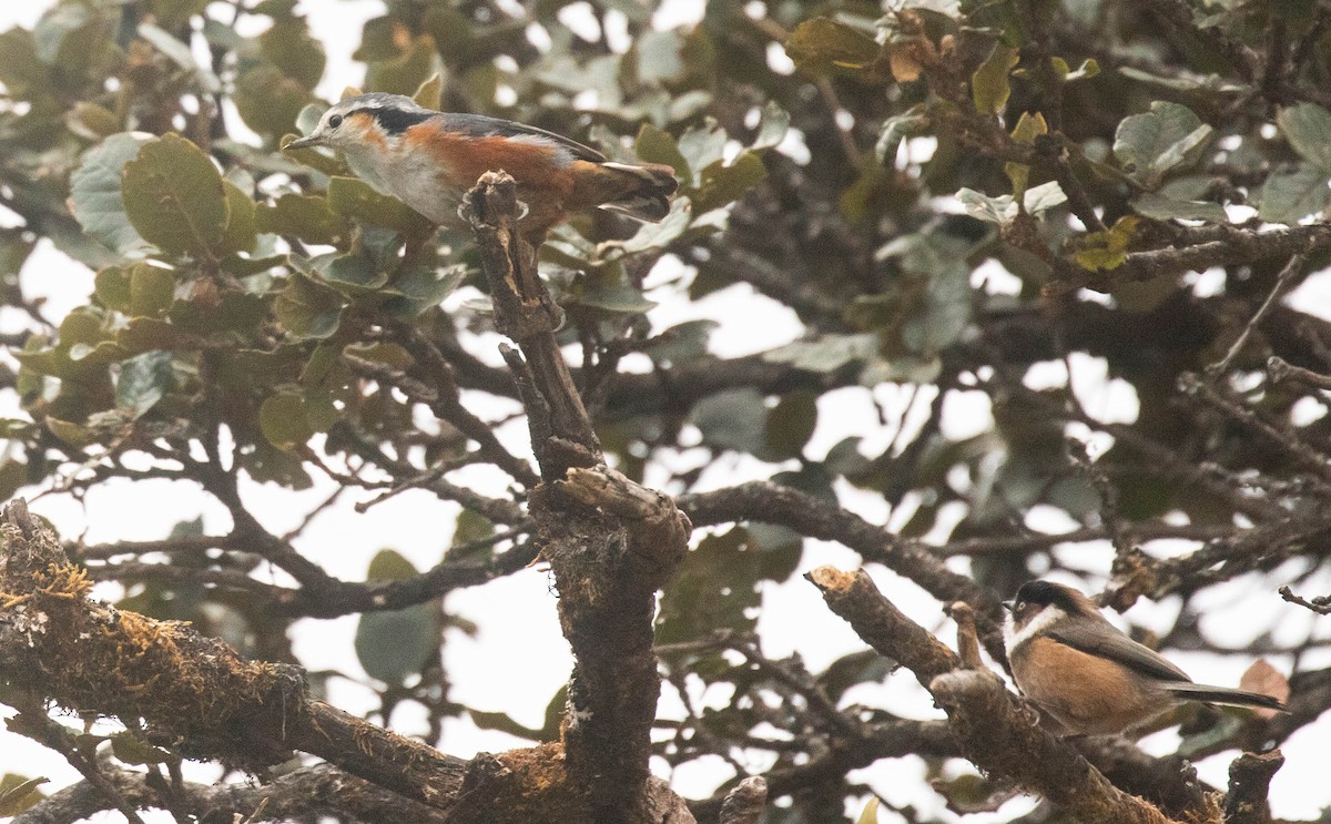 Black-browed Tit (Burmese) - ML216577491