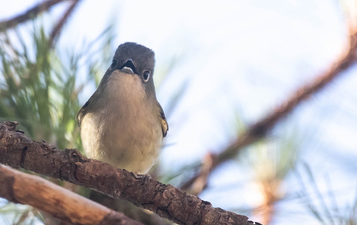 Green Shrike-Babbler (Eye-ringed) - Doug Gochfeld