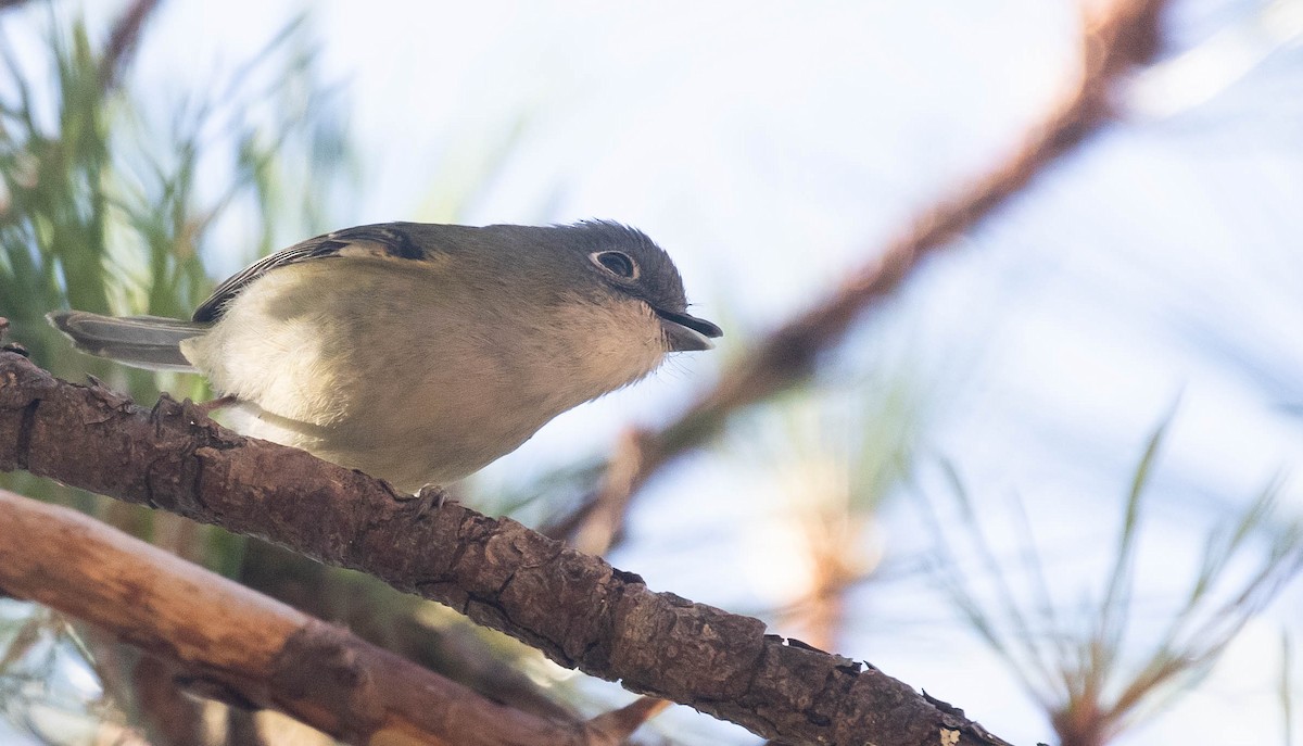 Green Shrike-Babbler (Eye-ringed) - Doug Gochfeld