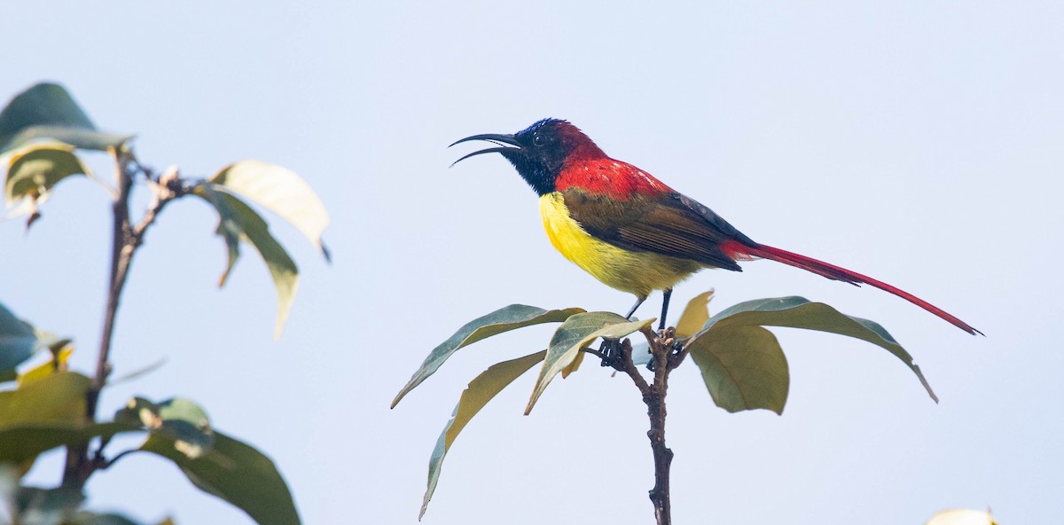 Fire-tailed Sunbird - ML216577821