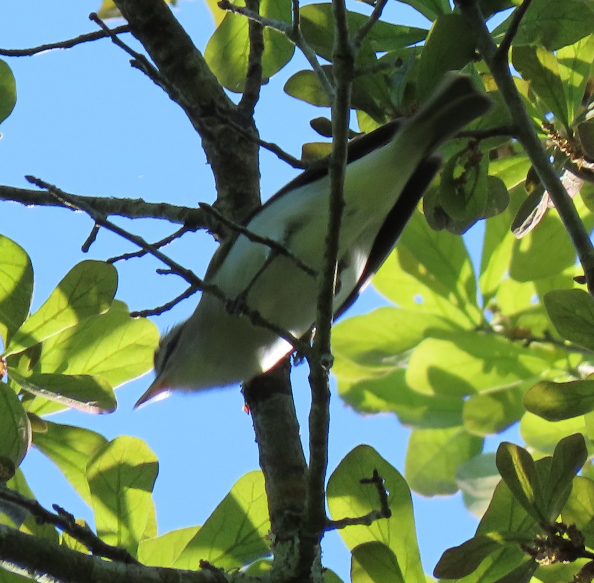 Red-eyed Vireo - ML216577861