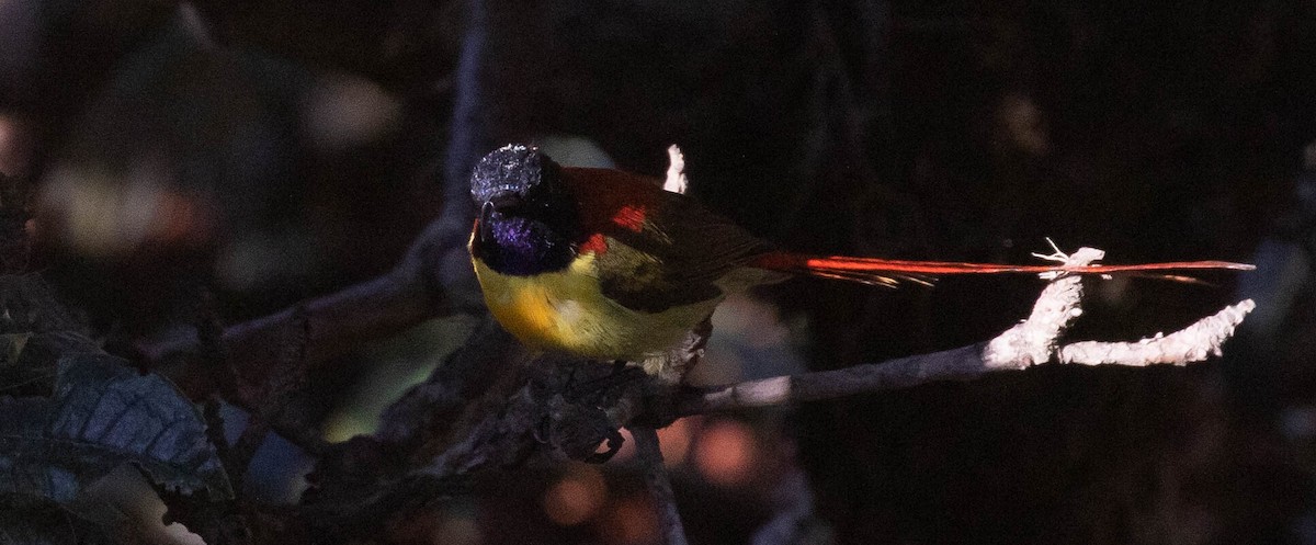 Fire-tailed Sunbird - ML216578071