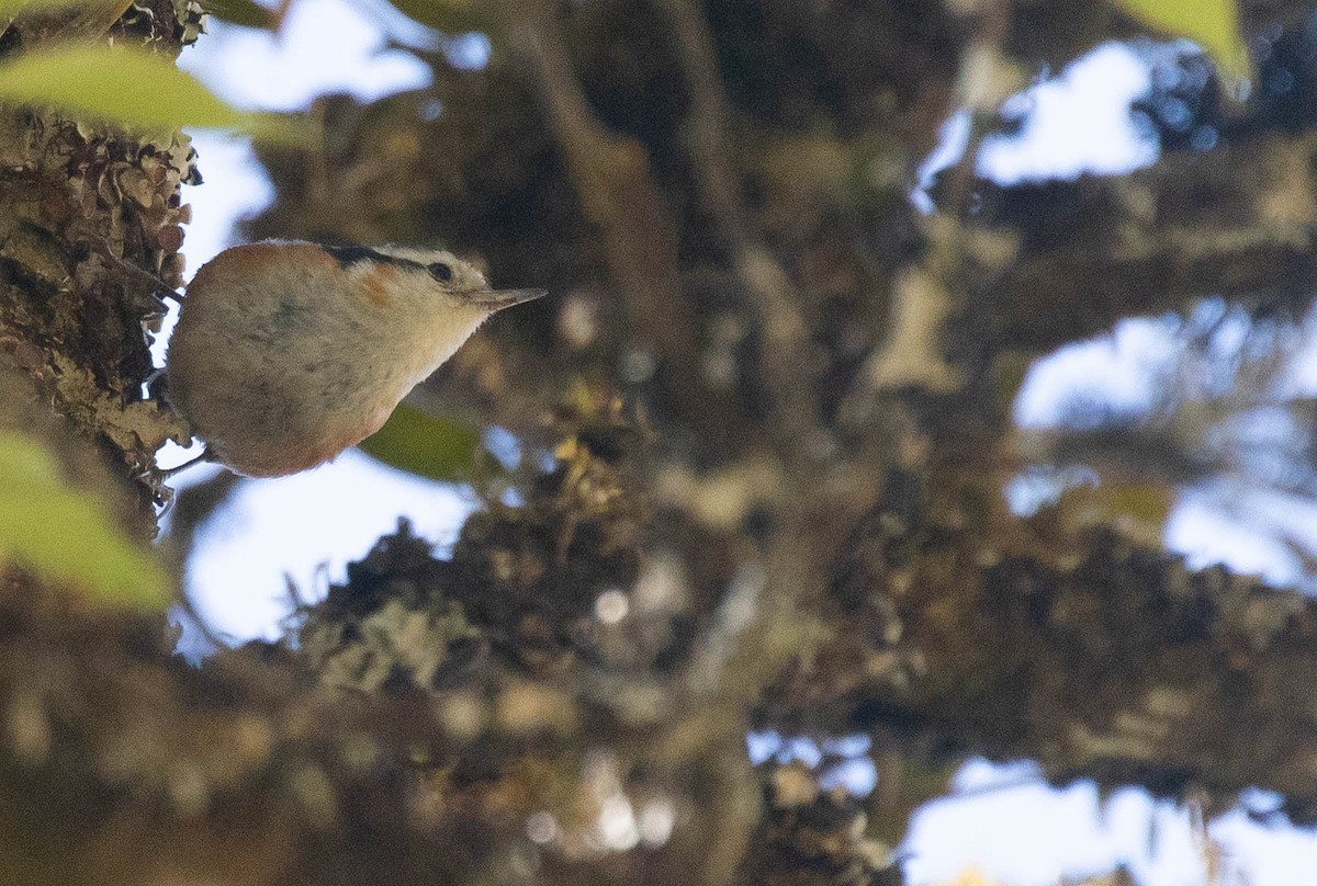 White-browed Nuthatch - ML216578351