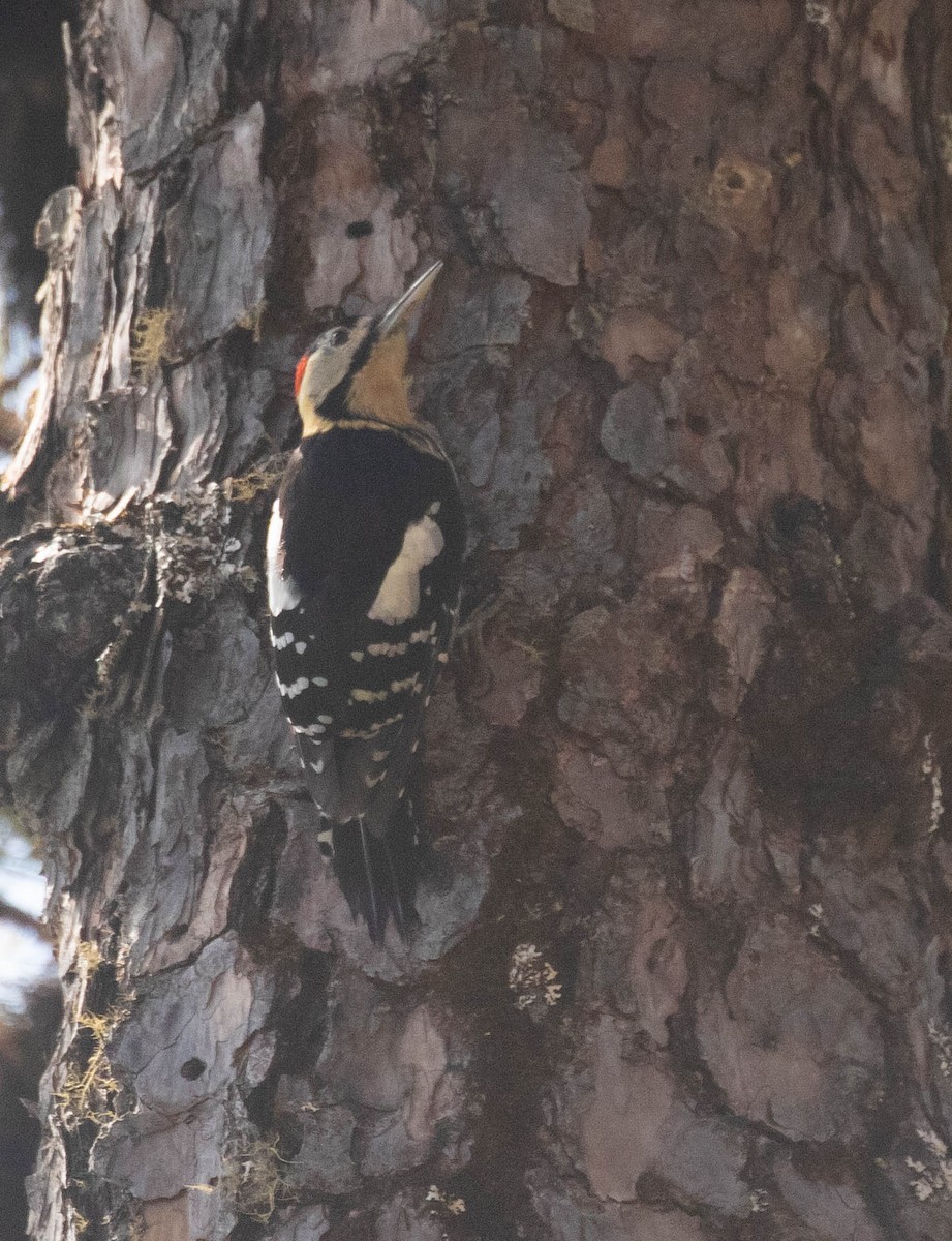 Darjeeling Woodpecker - ML216578431