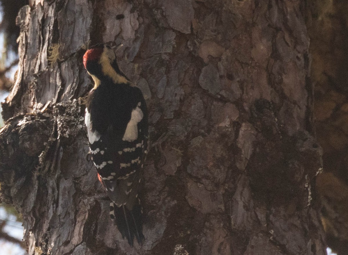 Darjeeling Woodpecker - ML216578441