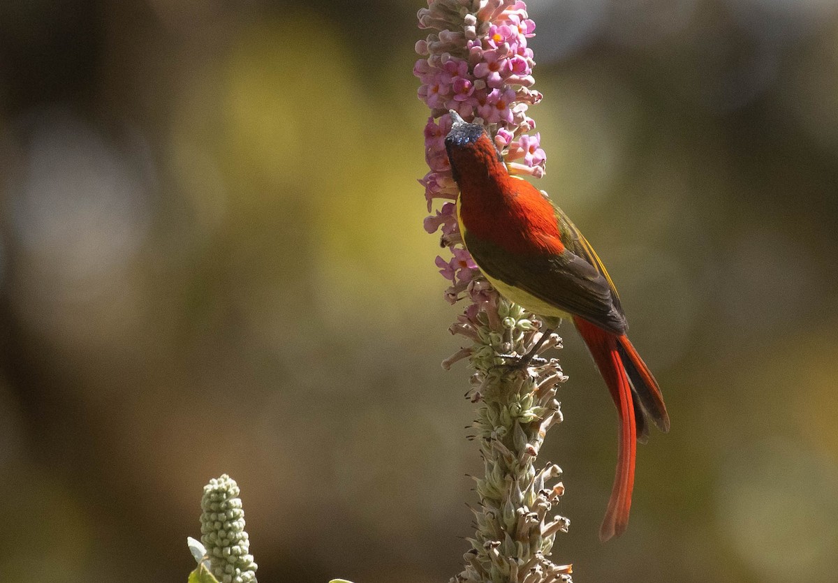 Fire-tailed Sunbird - ML216578511