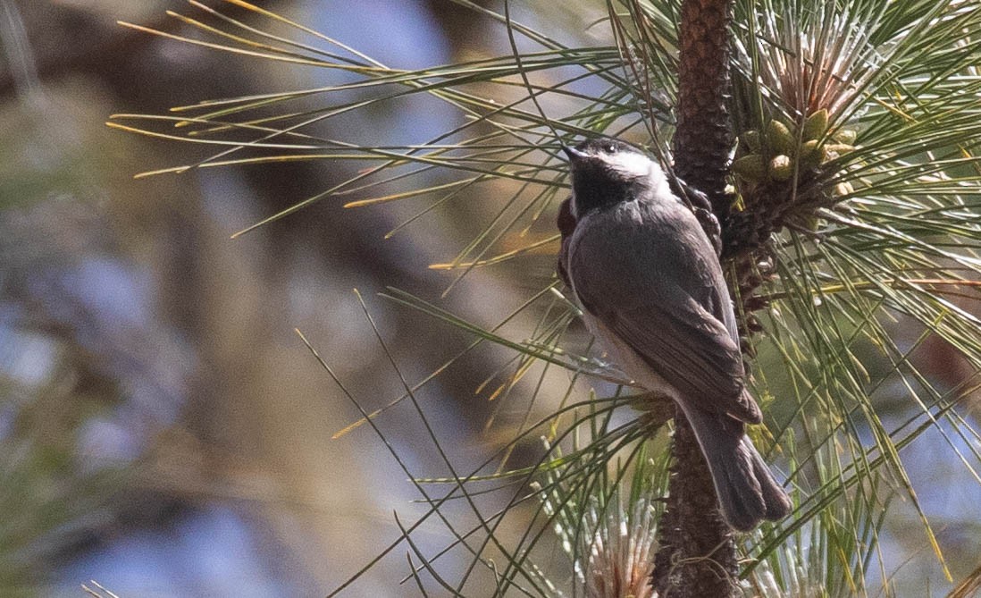 Black-bibbed Tit - ML216578691