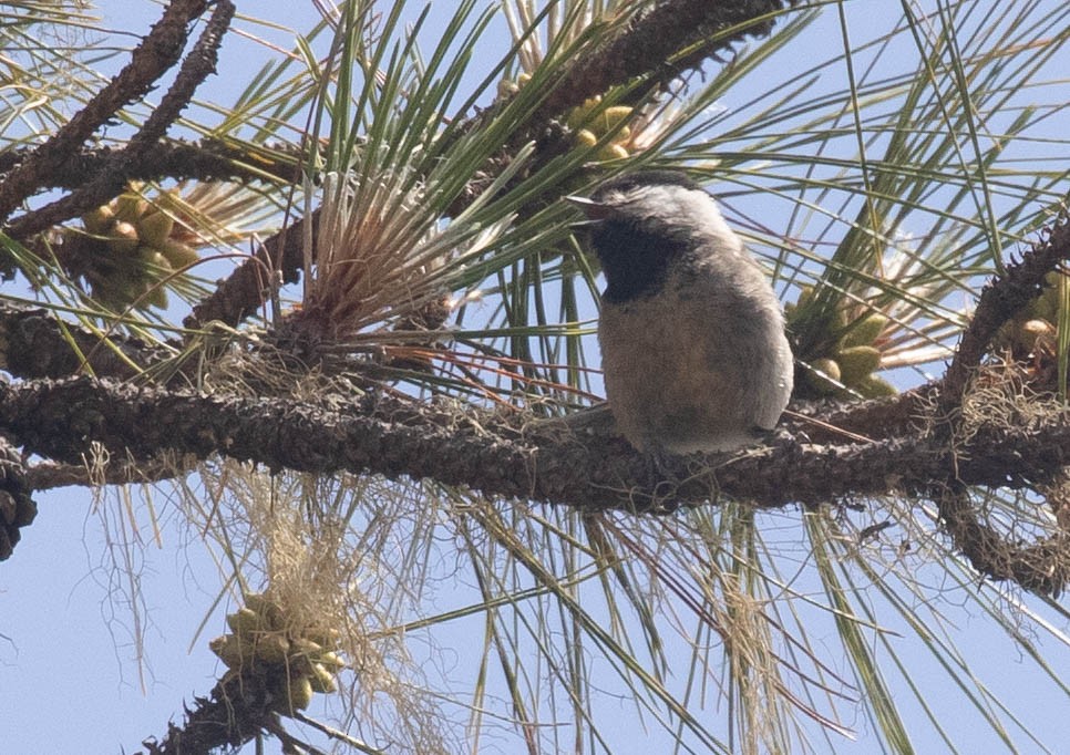 Black-bibbed Tit - ML216578721