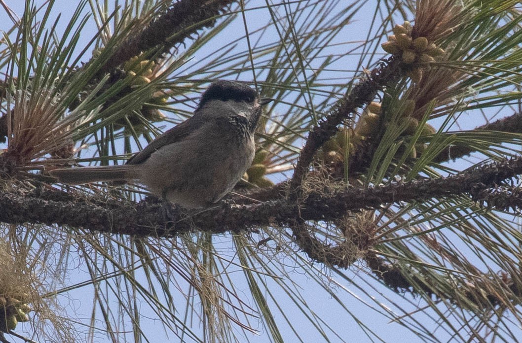 Black-bibbed Tit - ML216578731