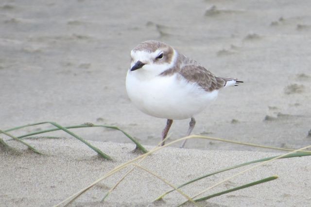 Snowy Plover - ML21657991