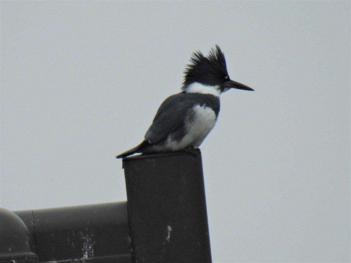 Belted Kingfisher - ML216580091