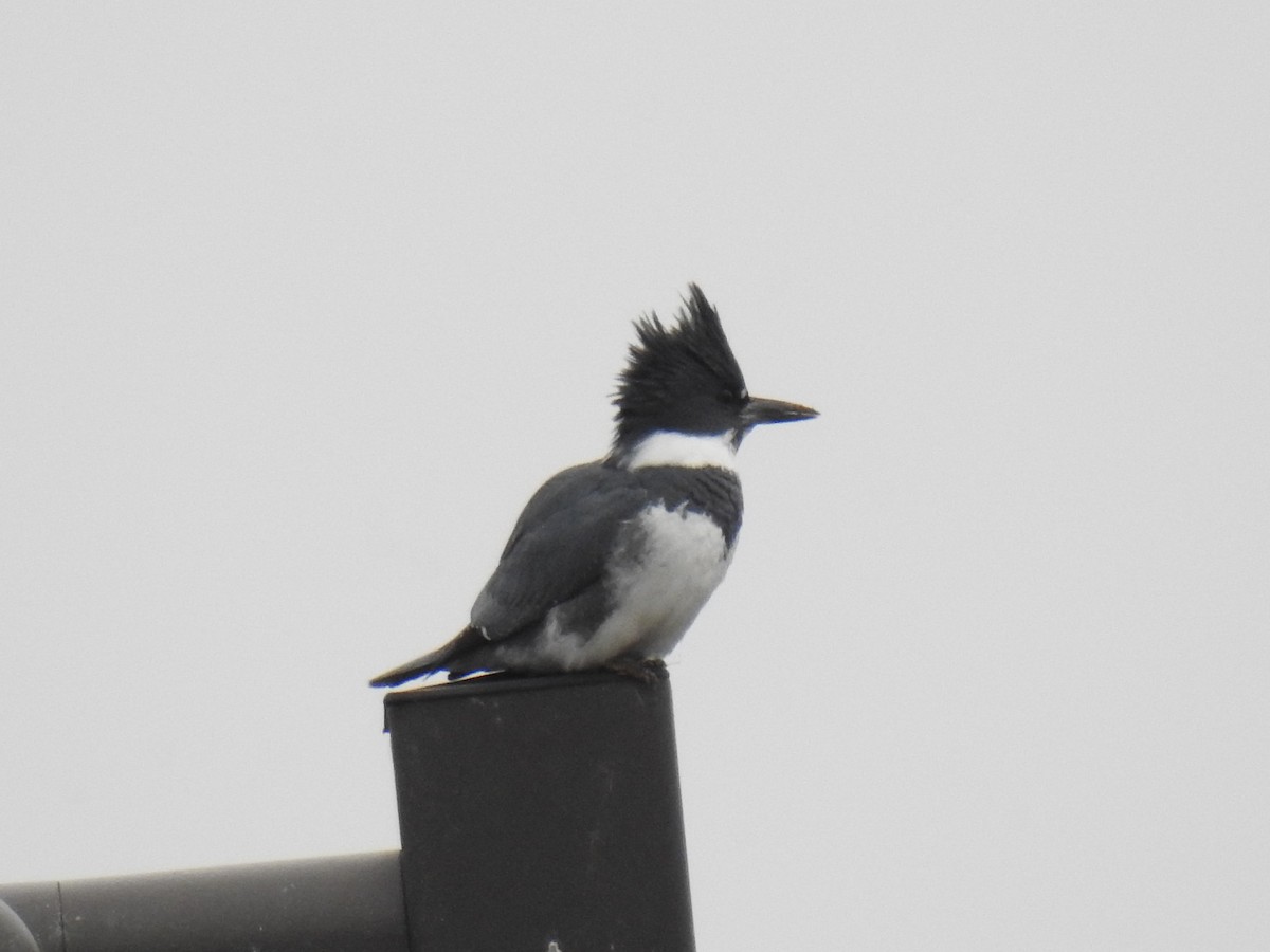 Belted Kingfisher - ML216580131