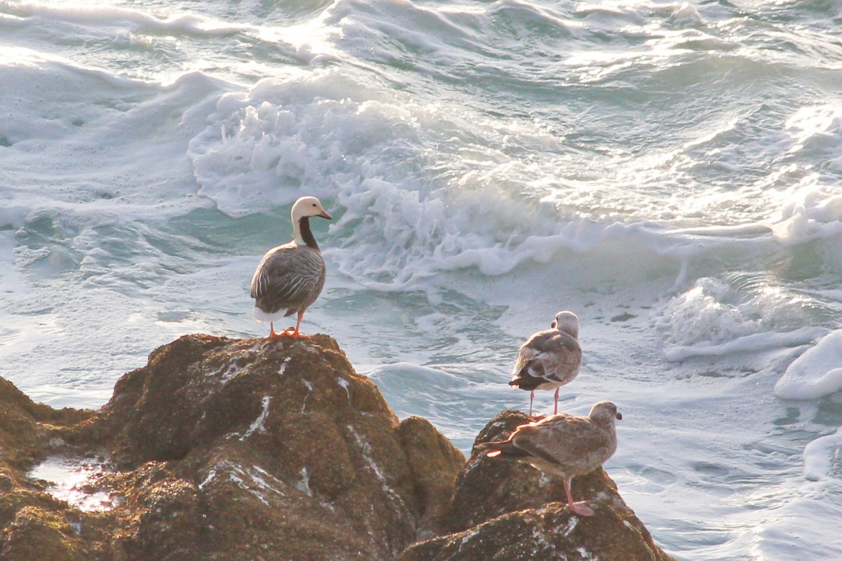 Emperor Goose - I'm Birding Right Now (Teresa & Miles Tuffli)