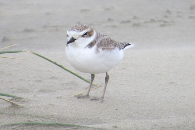 Snowy Plover - ML21658091