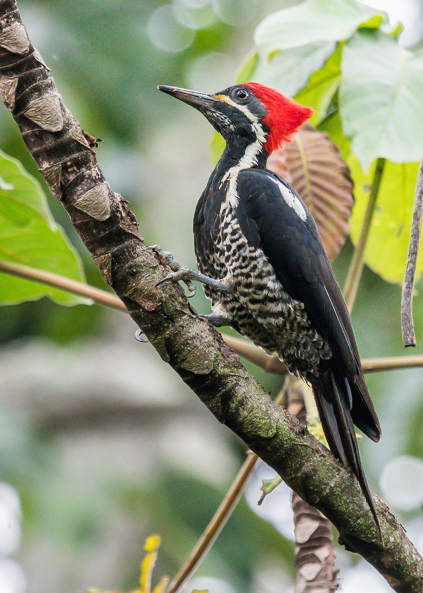 Lineated Woodpecker - David Monroy Rengifo