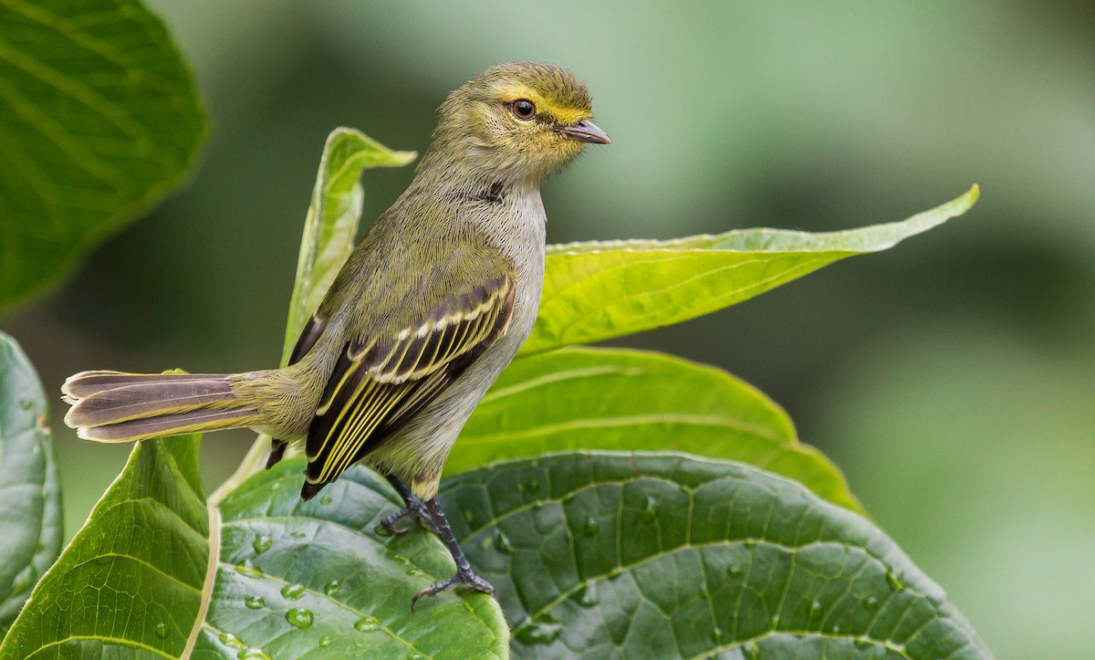 Golden-faced Tyrannulet - David Monroy Rengifo